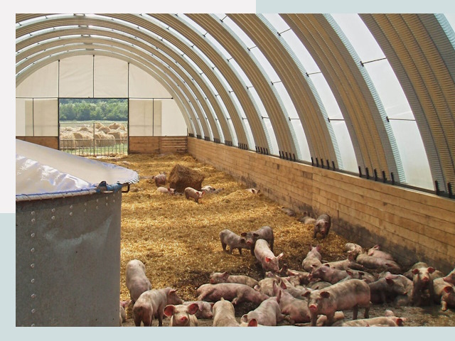 Строительство свинарников в Казани